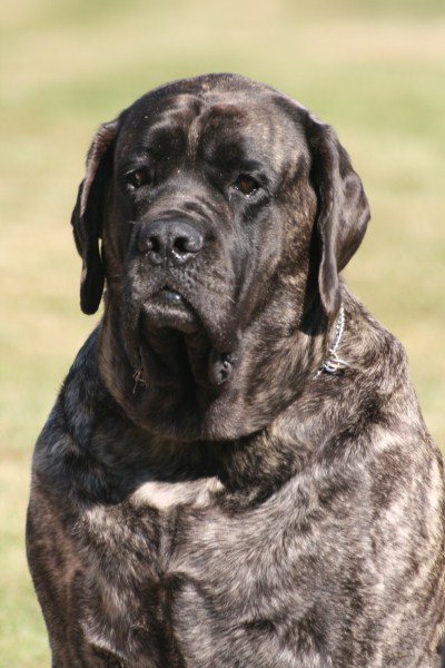 CH. Comtessa von der Villa Graf